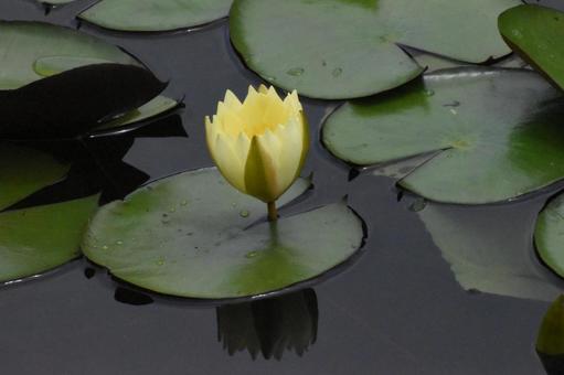 Water lilies in Moegino, Aoba Ward, Yokohama City, just after the summer heat, JPG