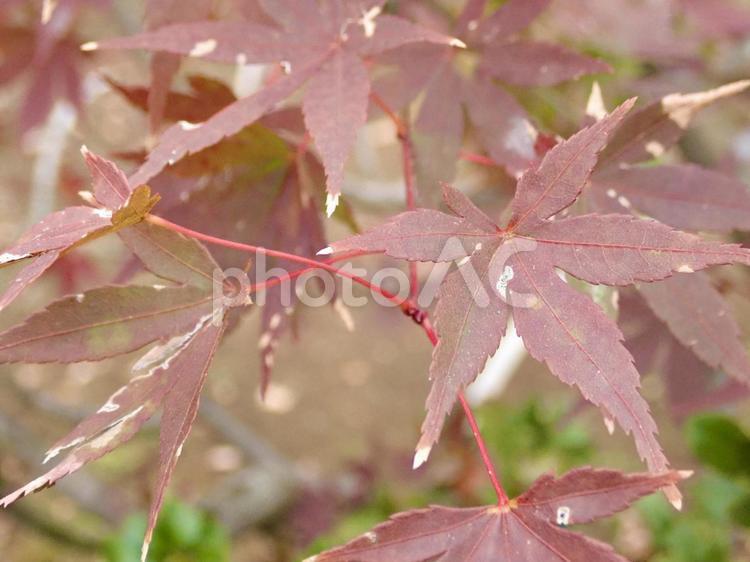 冬のカエデ モミジ,自然,カエデの写真素材
