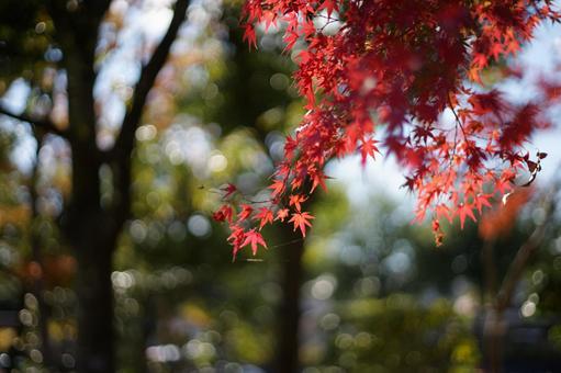 鮮やかな紅葉と美しいボケ 紅葉,秋,カエデの写真素材