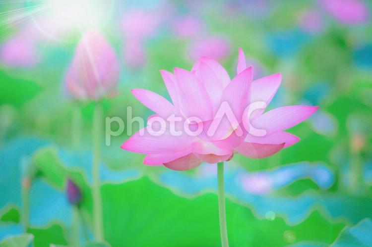 蓮の花と幻想的な光 蓮,花,植物の写真素材