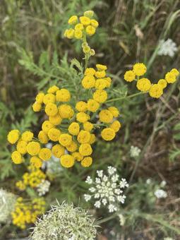 黄色い花 黄色い花 白い花,黄色い花,野花の写真素材