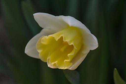 スイセンの写真