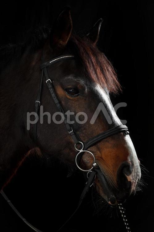 静かな雰囲気の茶色と白模様の馬 馬,馬の顔,アップの写真素材