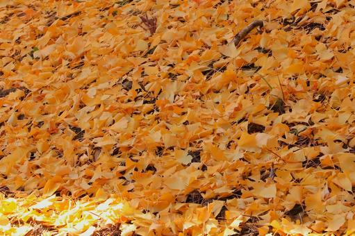 銀杏の絨毯 いちょう,銀杏,黄色の写真素材