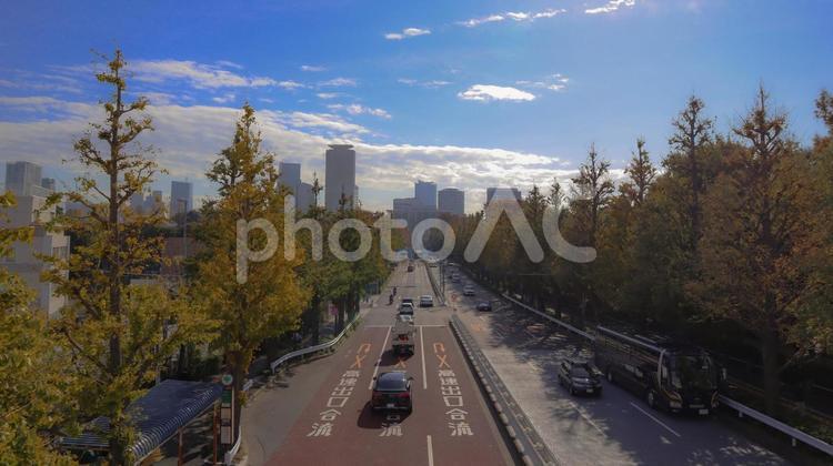 秋晴れの銀杏並木 銀杏並木,秋,道路の写真素材