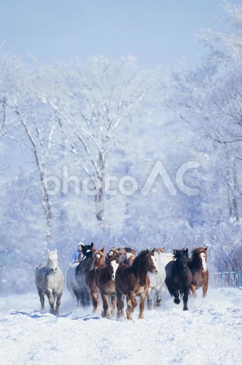 冬に走る馬の群れ 馬,冬,馬追いの写真素材