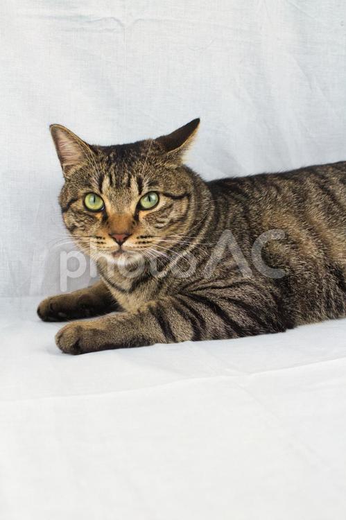 こちらを見る猫 猫,ネコ,ねこの写真素材