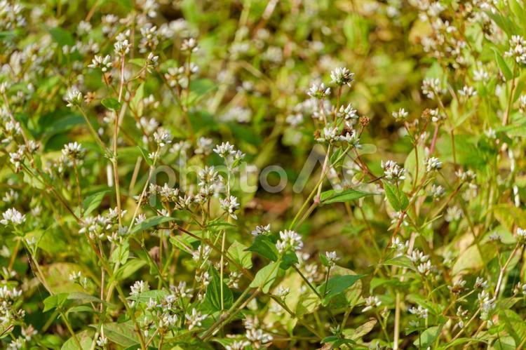 野に咲くイヌタデの小さな白い花 イヌタデ,白,花の写真素材