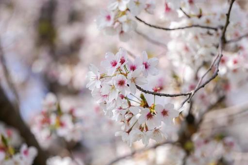 桜14 桜14の写真