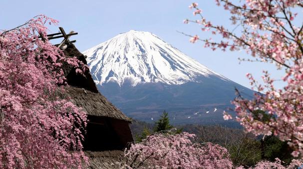 桜と富士山 桜と富士山の写真
