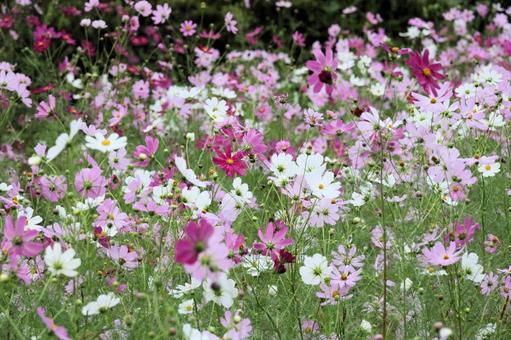 Cosmos, JPG