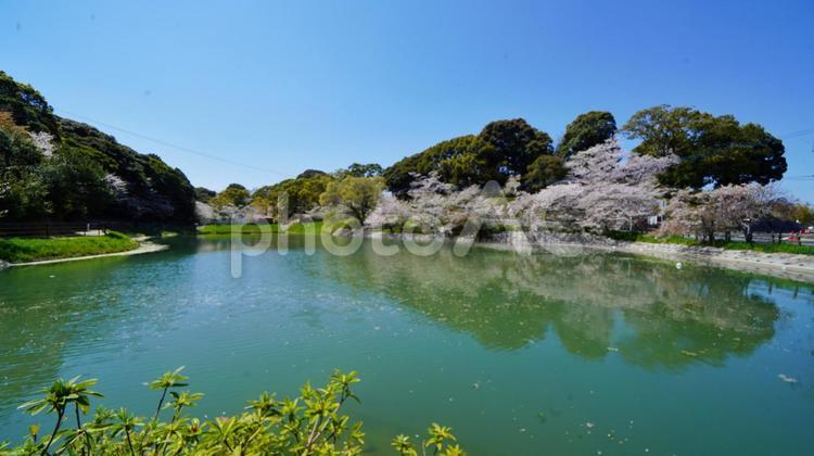 桜並木リフレクション 垣生公園,公園,花見の写真素材