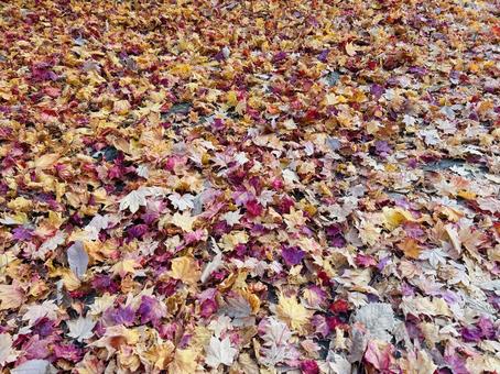 秋の景色 紅葉,もみじ,札幌市の写真素材