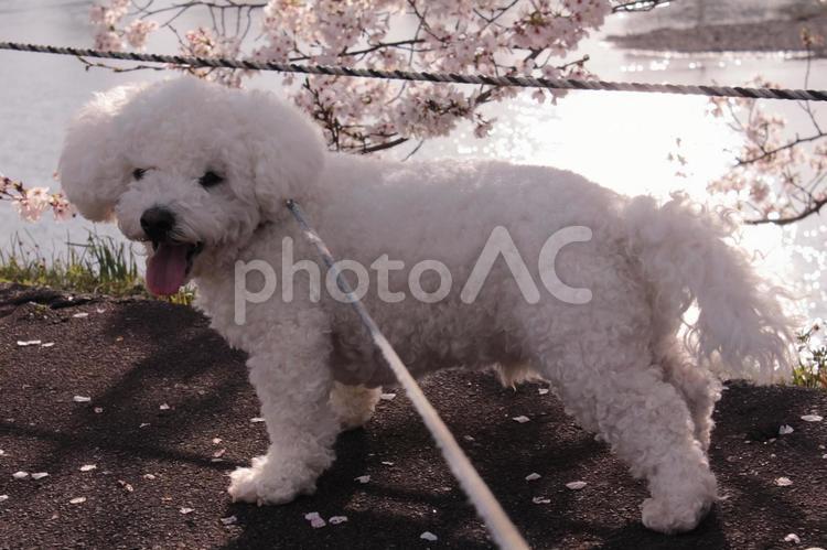 桜と犬と川 ビションフリーゼ,犬,白い犬の写真素材