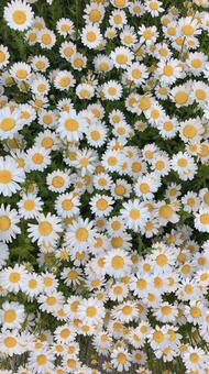 マーガレットの花畑 マーガレットの花畑 マーガレット,花畑,白い花の写真素材