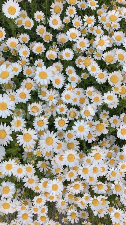 マーガレットの花畑 マーガレット,花畑,白い花の写真素材