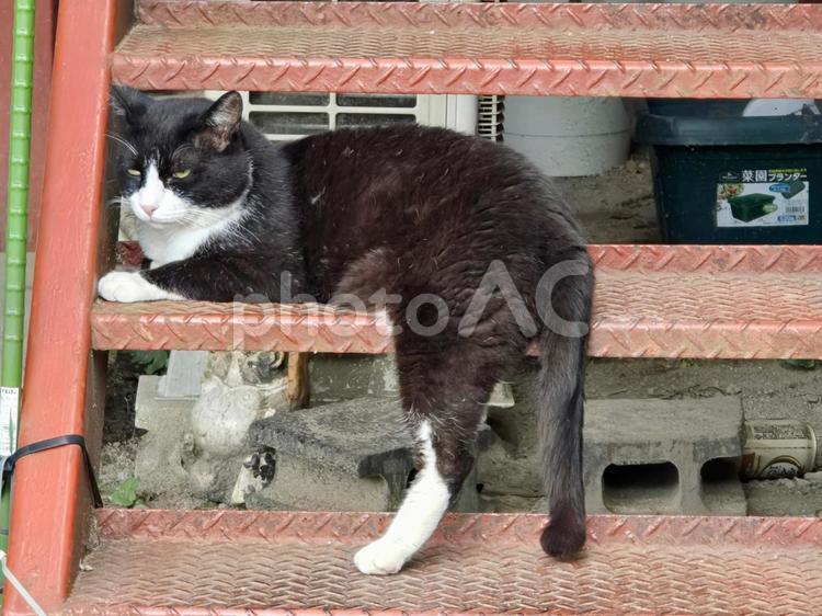 階段でくつろぐ猫 猫,ネコ,野良猫の写真素材