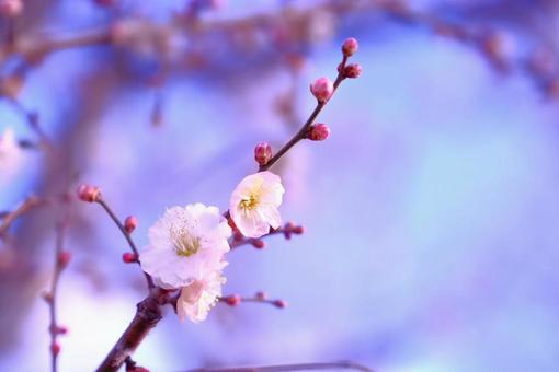 梅の開花の写真