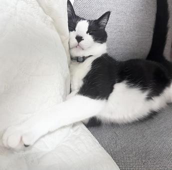 まくら まくらの写真