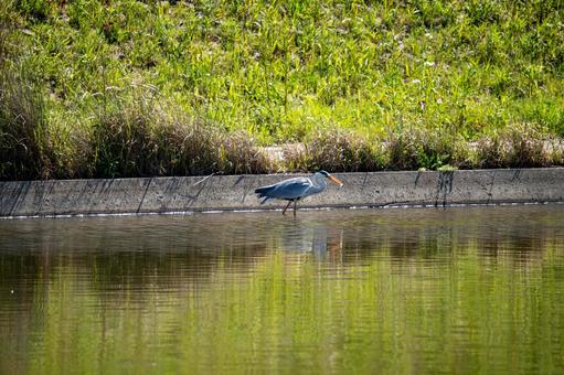 A heron catching a fish, JPG
