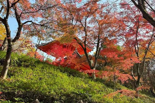 三滝寺紅葉 広島市,三滝寺,多宝塔の写真素材