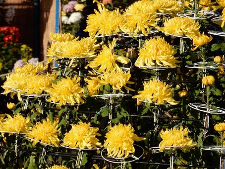 【風景写真】福山菊花展覧会の風景 キク,菊,菊花展の写真素材