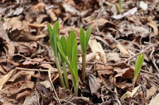 行者にんにくの写真