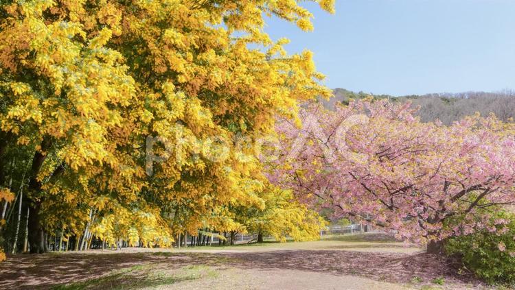 めいっぱい桜とミモザ 春,ミモザ,桜の写真素材