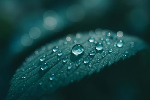 朝露と光に濡れる葉 朝露と光に濡れる葉の写真