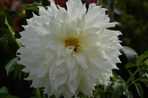 白い花 白い花の写真