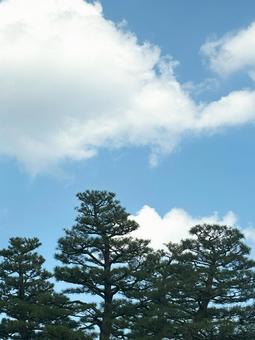 青空の下に青々と木々 青空の下に青々と木々 晴天,空,風景の写真素材