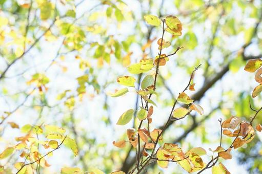 光に透ける秋の葉 光に透ける秋の葉 秋,紅葉,自然の写真素材