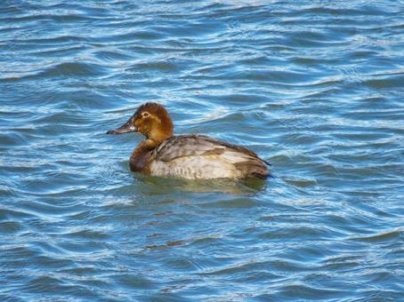 川で泳ぐホシハジロのメス ホシハジロ,野鳥,動物の写真素材