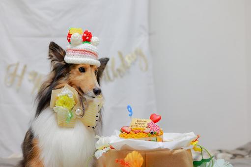 シェルティ シェルティ 犬,シェルティ,ペットの写真素材