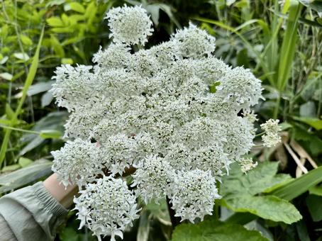 清楚で綺麗なハナウド ウド,オオハナウド,ハナウドの写真素材