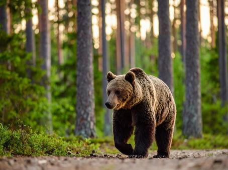 ヒグマ ヒグマの写真