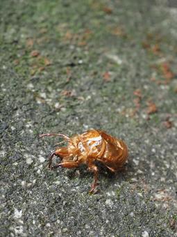 セミの抜け殻 セミの抜け殻の写真