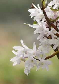 セッコクの写真