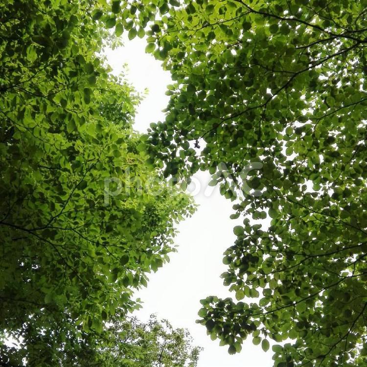 雑木林で見上げた空 雑木林,広葉樹,見上げた空の写真素材