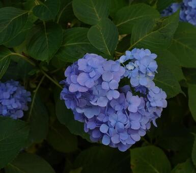 青い花