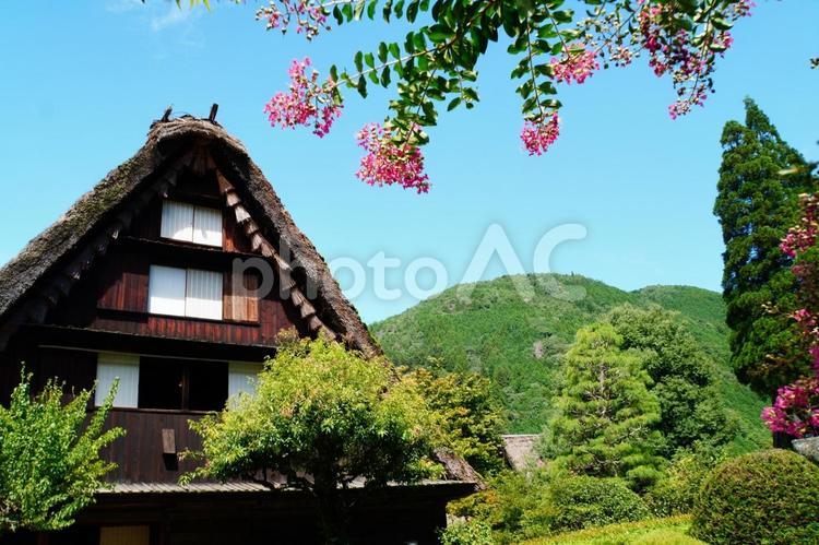 空高く咲くサルスベリの花 サルスベリ,花,ピンク色の写真素材
