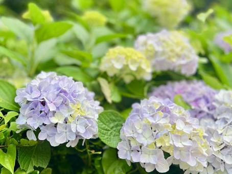 長谷のあじさい4 長谷のあじさい4 紫陽花,夏,長谷寺の写真素材