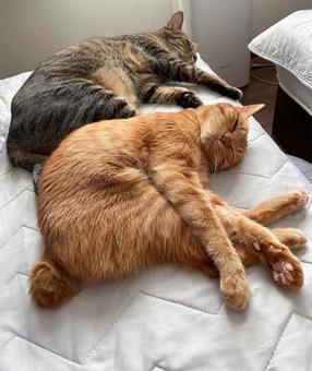 同じ形でお休み 同じ形でお休み チャトラ,キジトラ,2匹の写真素材