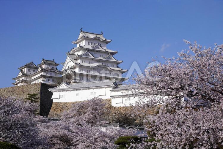 姫路城と桜 3月,4月,お城の写真素材