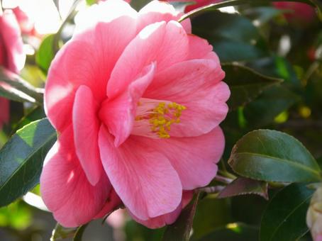 ピンクの花 花,ピンク,植物の写真素材