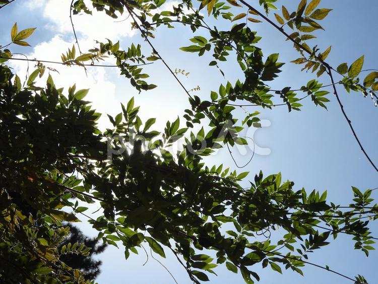 秋の風景 植物,自然,風景の写真素材