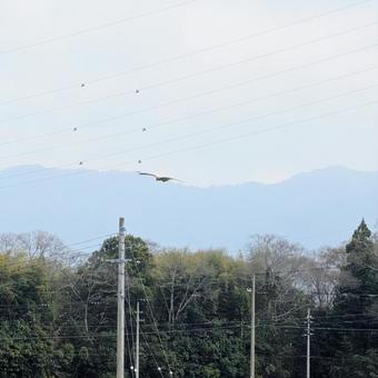 空を舞うトンビ 空を舞うトンビの写真