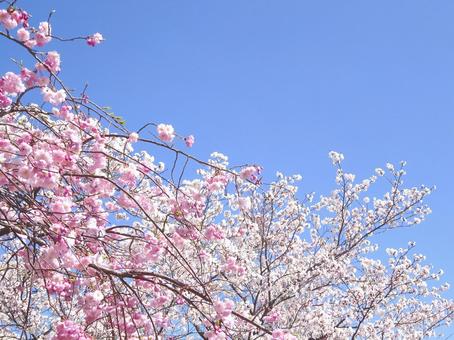 桜 桜の写真