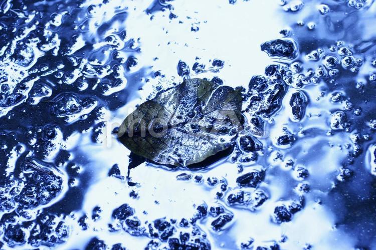 水たまりの落ち葉２ 秋,水たまり,落ち葉の写真素材