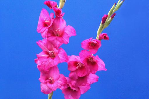 グラジオラスの花 グラジオラスの花の写真